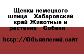 Щенки немецкого шпица - Хабаровский край Животные и растения » Собаки   